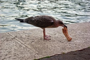 IMGP3470